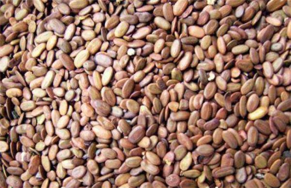 种子生虫了怎么办？