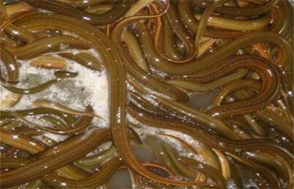 为什么养黄鳝不赚钱