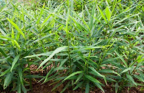 生姜叶子发黄怎么办？