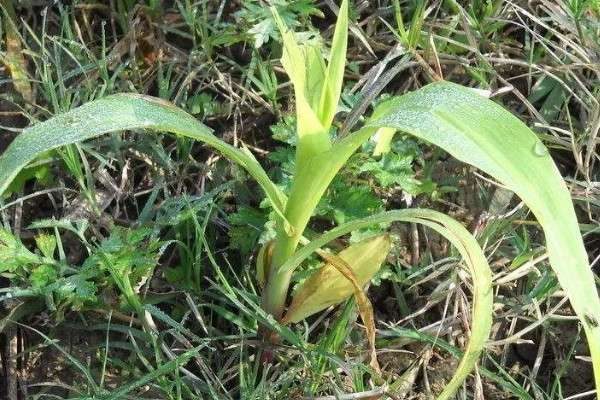 玉米苗期如何施肥