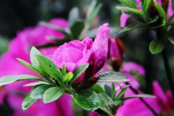 花中西施指的是哪种花