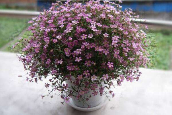 满天星适合送什么人