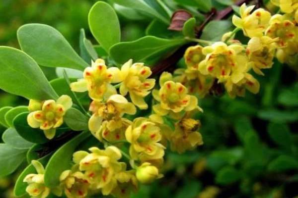 小檗果实能吃吗