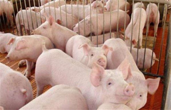 如何提高养猪的经济效益