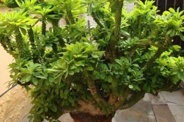 玉麒麟和麒麟掌的区别