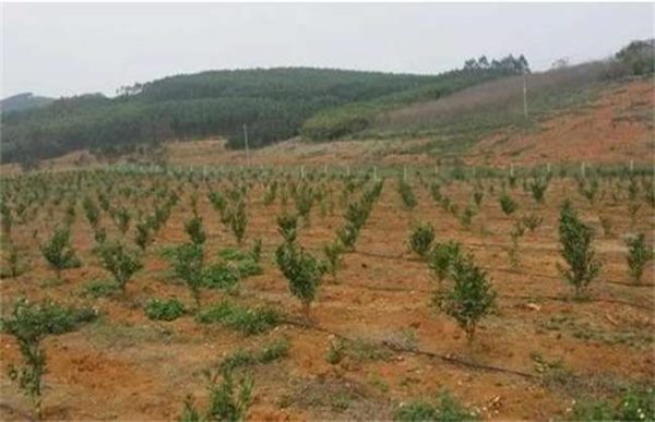 果园土壤改良多久？