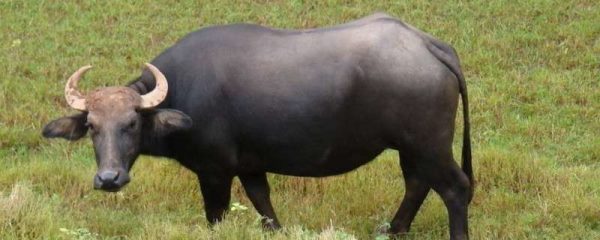 牛粪怎么发酵成有机肥