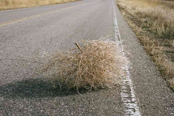 会飞的植物都有哪些