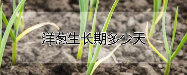 洋葱生长期多少天