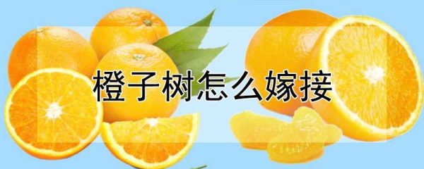 橙子树怎么嫁接