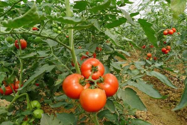 种的西红柿为什么会烂
