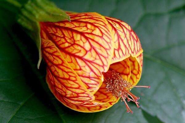 悬铃花繁殖方法