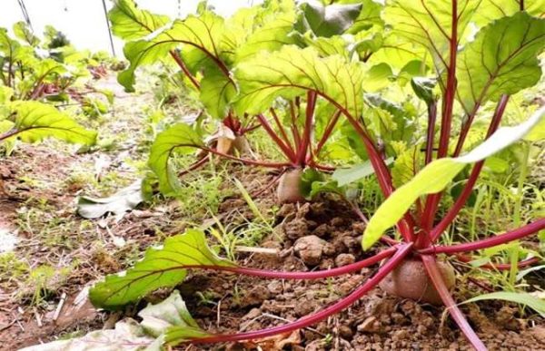 干旱地区适合种植什么？