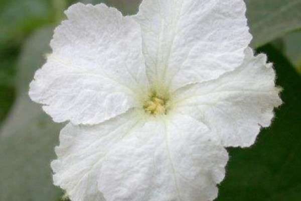 葫芦不开花怎么处理