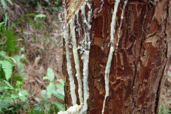 松香有毒吗？