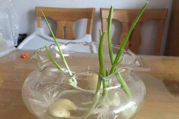 哪种蔬菜适合在家水培