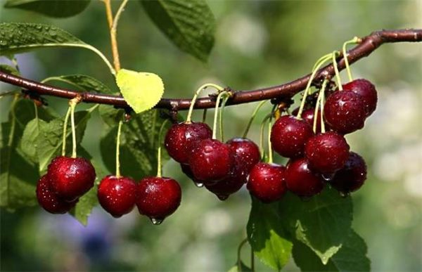 10亩樱桃需要投资多少？