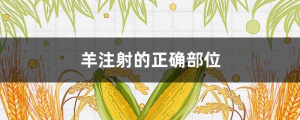 羊注射的正确部位