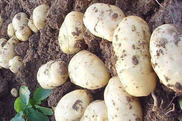 马铃薯是根还是茎