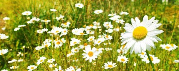 雏菊为什么不能送人