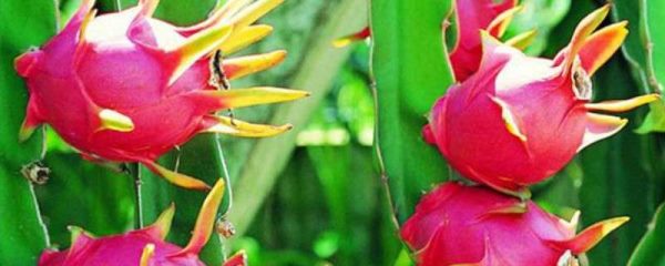 火龙果白心和红心的区别