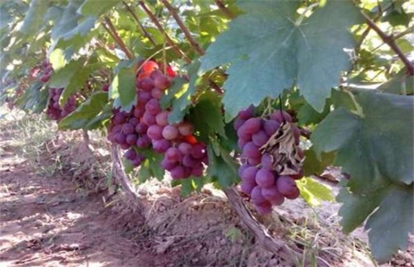 葡萄秋施基肥有什么好处