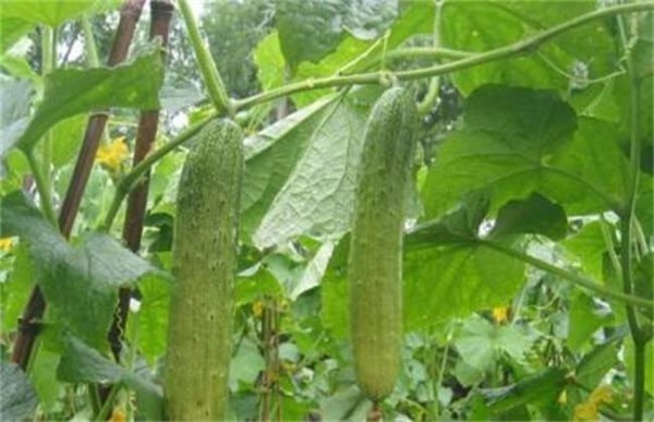 如何提高黄瓜的种植效益