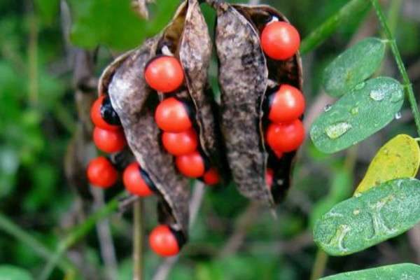 农村常见有剧毒的植物