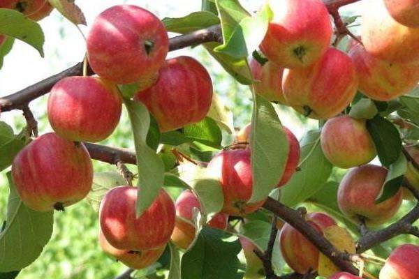 海拔1800适合种植什么？