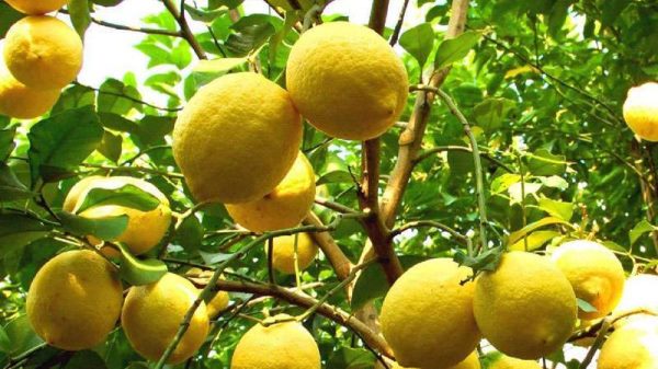 柠檬产地在哪里