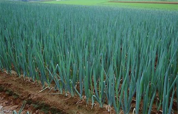 如何预防大葱烂根