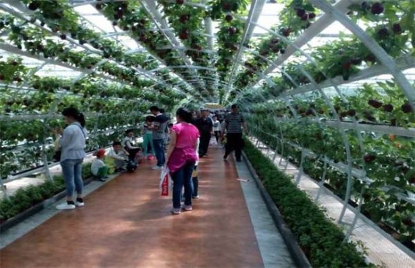 未来的农业模式会怎么发展