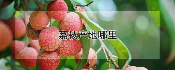 荔枝产地哪里