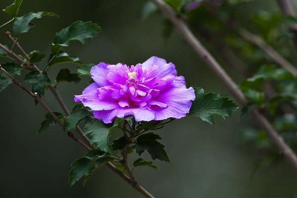 小木槿移盆后黄叶