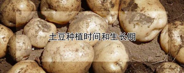 土豆种植时间和生长期