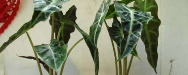 水培尖尾芋烂根怎么办