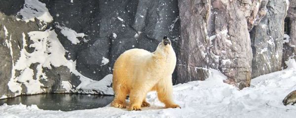 濒临灭绝的动物有哪些？