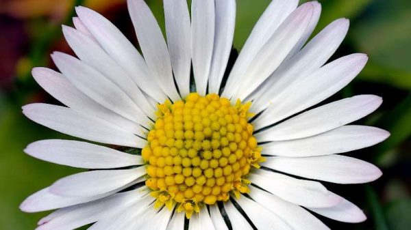 雏菊叶子蔫了怎么多久？