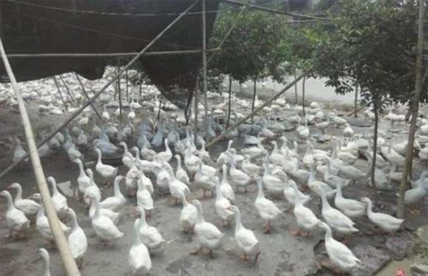 养500只鹅需多少投资