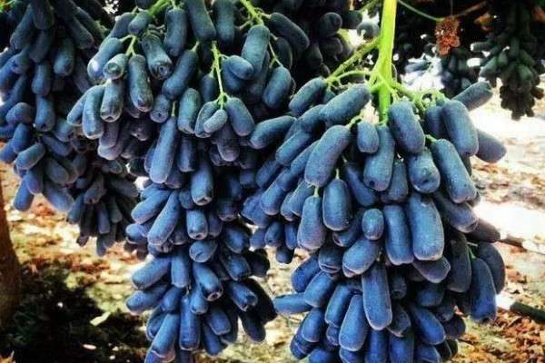 长长的葡萄叫什么名字