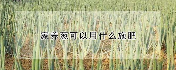 家养葱可以用什么施肥
