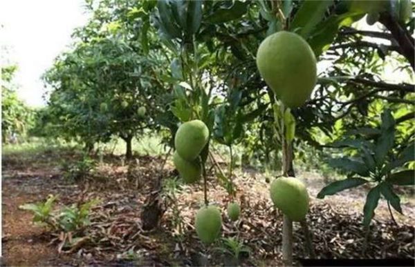 果园土壤改良多久？