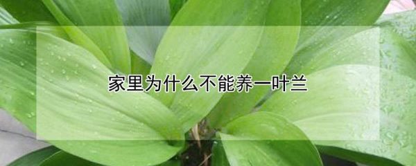 家里为什么不能养一叶兰