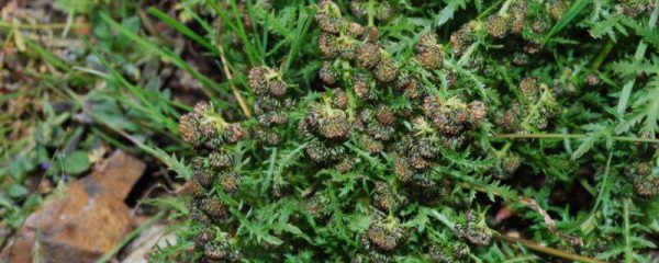 青蒿与黄花蒿怎么辨别