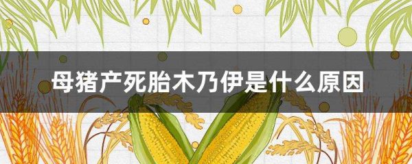 母猪产死胎木乃伊是什么原因？