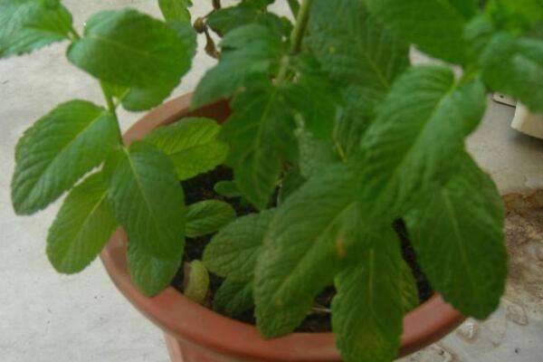 野薄荷和薄荷的区别