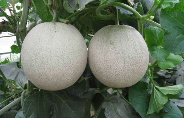 春季适合种植什么农作物