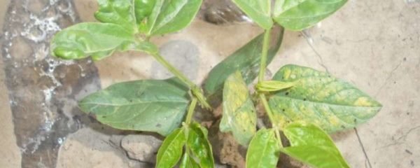 豆角秧根红是咋回事