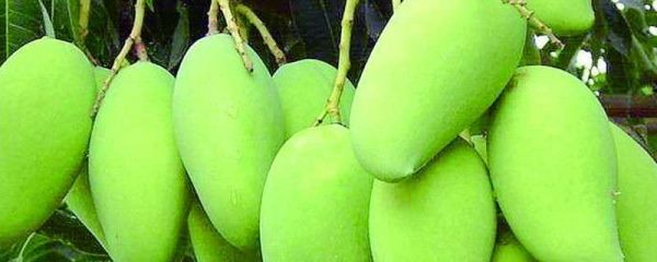 芒果种植条件气温