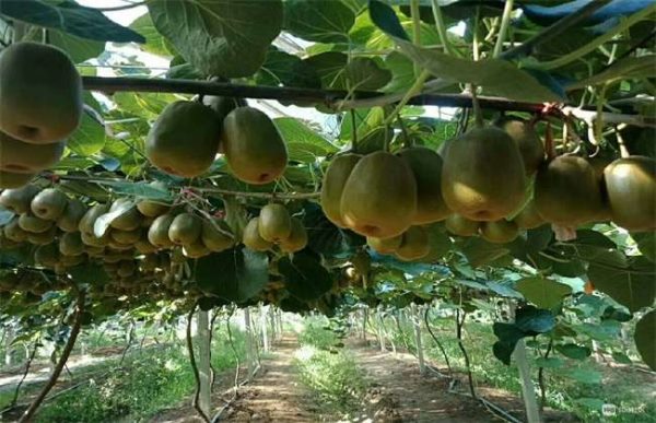 种植10亩红心猕猴桃需投资多少？